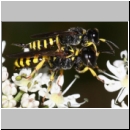 Ectemnius lituratus - Grabwespe 11e 8-12mm Paarung - OS-Wallenhorst-Sandgrube.jpg